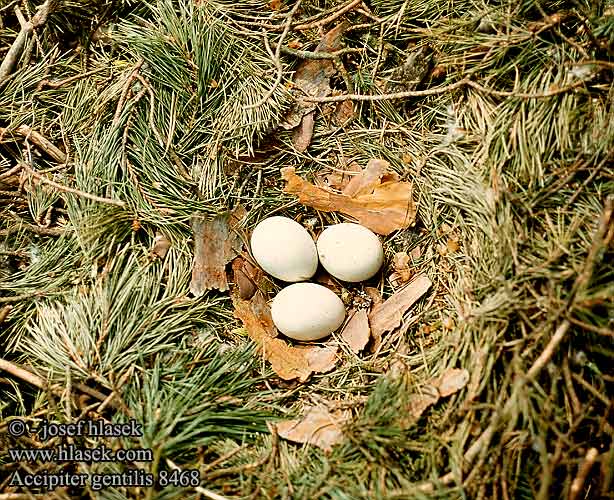 eggs nest Accipiter gentilis Ястреб-тетеревятник Jastrząb héja