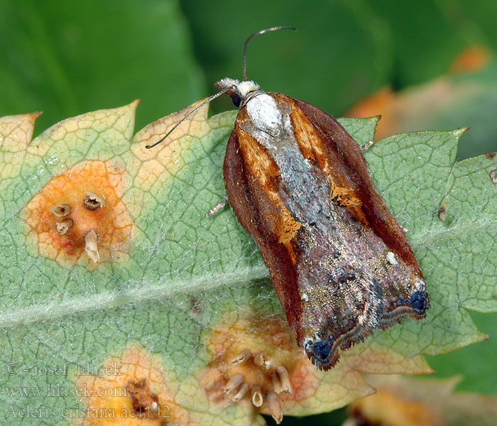 Acleris cristana Rufous-margined Tufted Button Moth