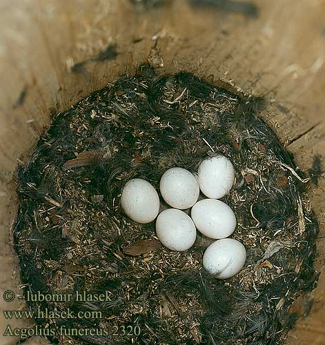 eggs nest Aegolius funereus Tengmalm's Owl Rauhfußkauz Chouette Tengmalm Lechuza