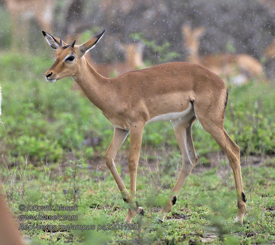 Antilopa Impala Aepyceros melampus
