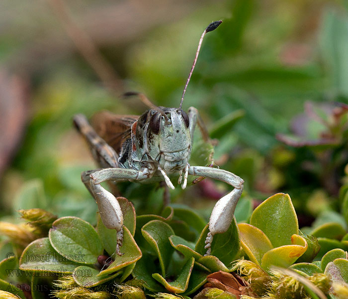 Gomphocerus sibiricus Aeropus Club-legged Grasshopper