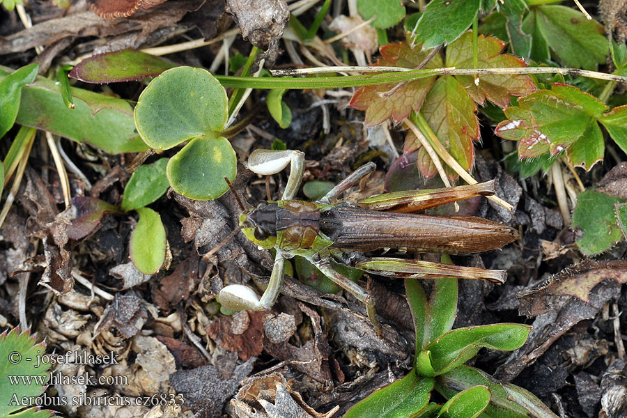 Sibirische Keulenschrecke Gomphocerus sibiricus Aeropus