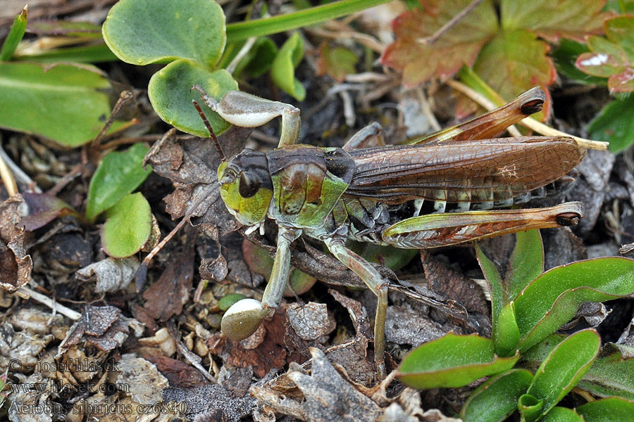 Club-legged Grasshopper Gomphocerus sibiricus Aeropus