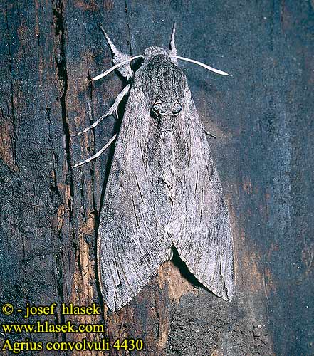 Agrius convolvuli Convolvulus Hawk-moth Lišaj svlačcový