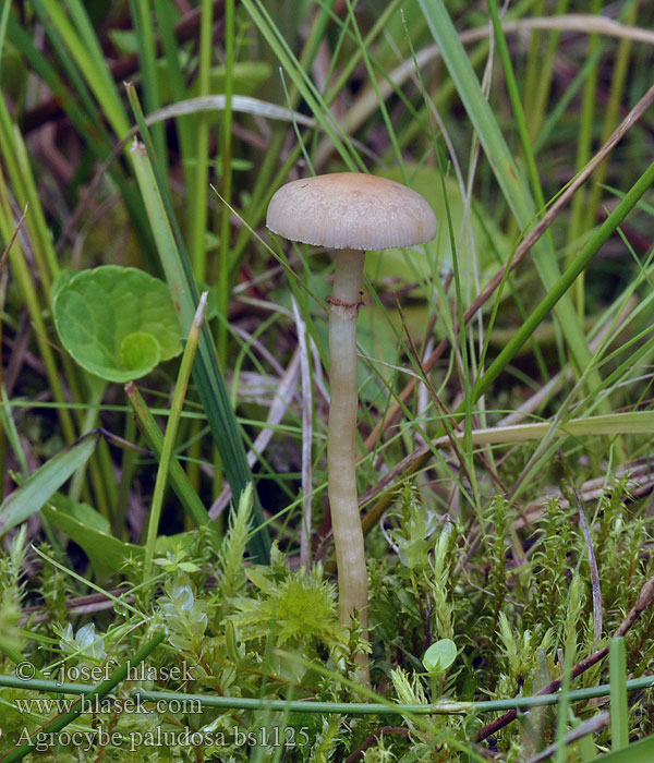 Agrocybe_paludosa_bs1125