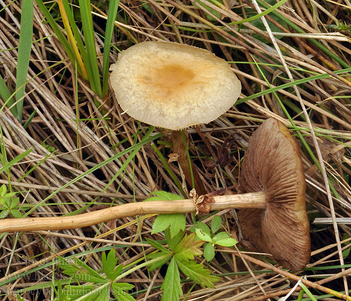 Agrocybe_paludosa_bs1151