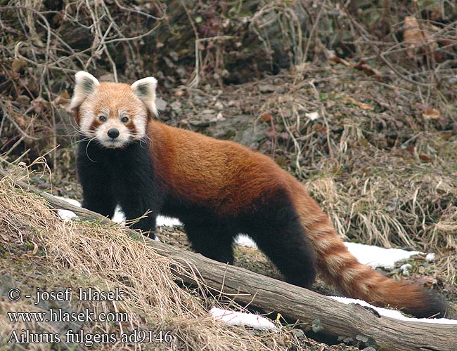 Ailurus fulgens Wah Bear Cat Firefox Rød roux fulligineux éclatant petit
