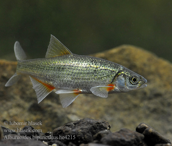 擬白魚 Chub Riffle minnow Alburnoides bipunctatus
