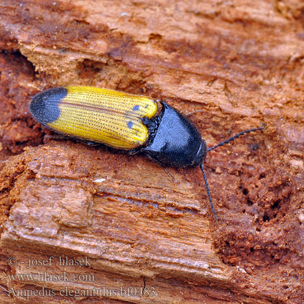 Kováčik žltočierny Kovařík žlutočerný Ampedus elegantulus Click beetle Smuk skovsmælder Schnellkäfer