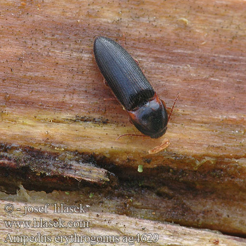 Ampedus erythrogonus Click beetle Liden skovsmælder