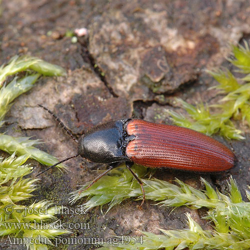 Ampedus pomorum Click beetle Skovsmælder Schnellkäfer Kovařík