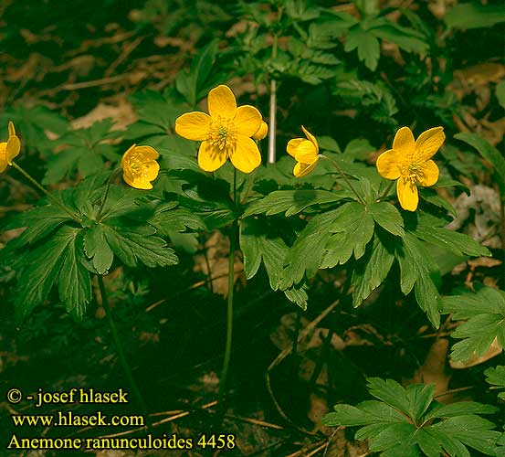 Anemone ranunculoides Yellow Gelbes-Windröschen Zawilec żółty