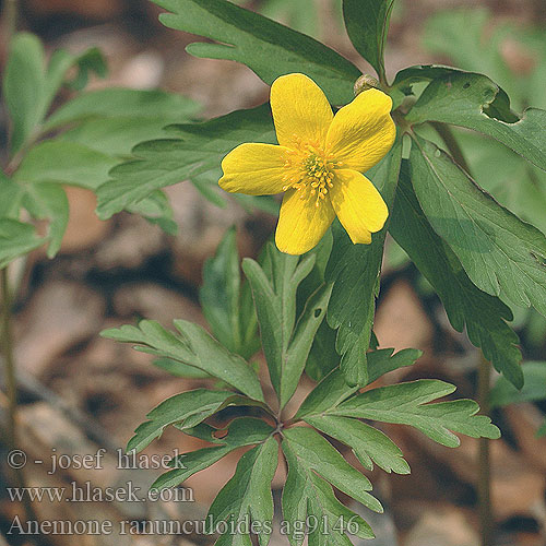 Păştiţa galbenă Floarea Paştelui Anémone amarilla