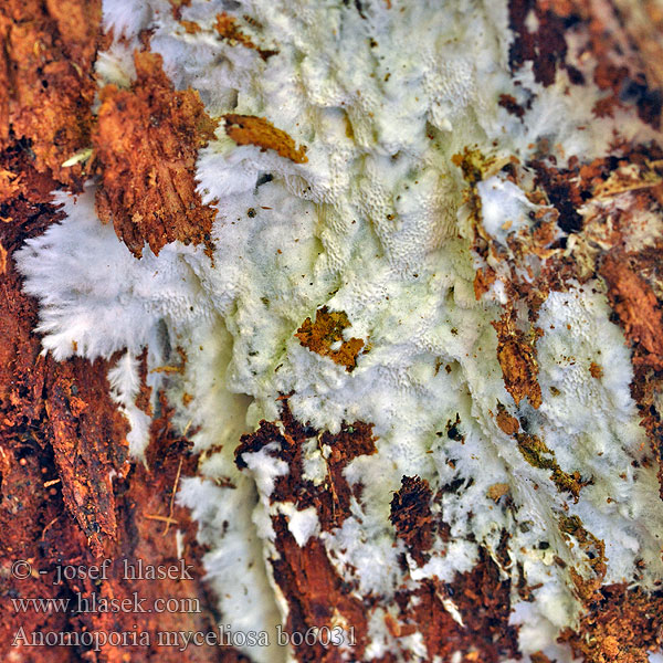 Anomoporia myceliosa Pórnatka vláknitá