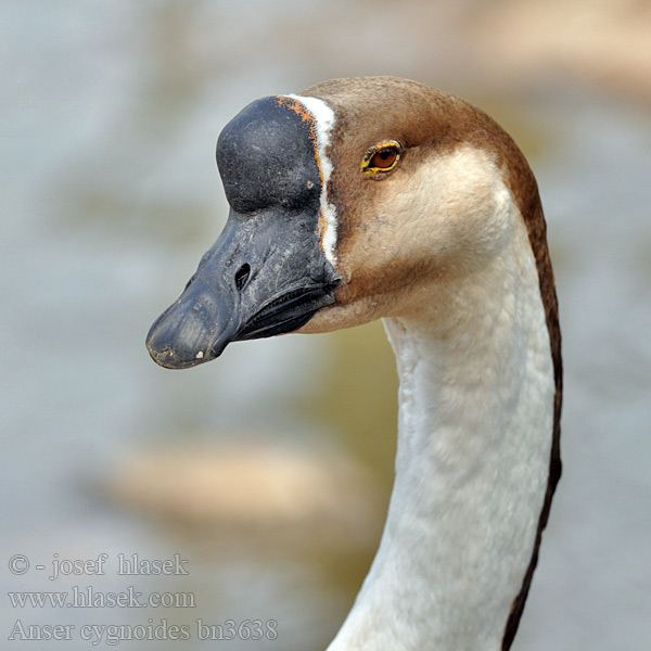 Swan Goose Çin kazı Oie cygnoïde Хошуу галу