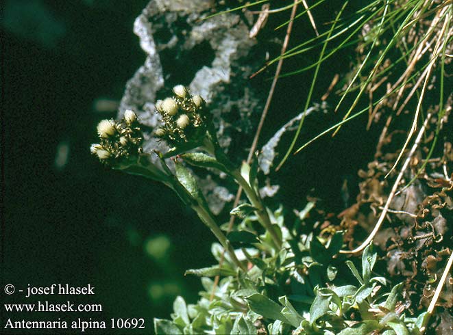 Antennaria alpina Antennaire alpine Alpen-Katzenpfötche