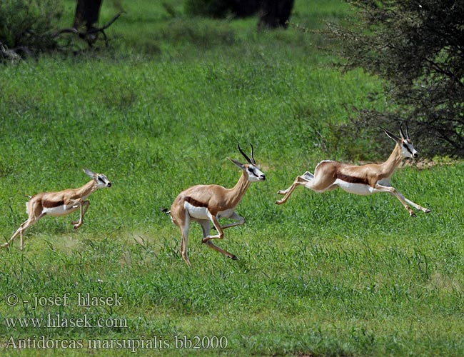 Springbuck Springbock Antilope saltante Vándorantilop