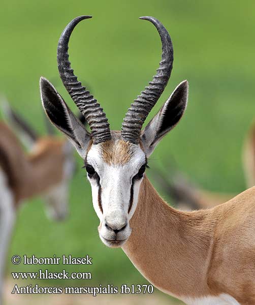 Antilope saltante Vándorantilop Antylopa skoczek Antilopa skákavá