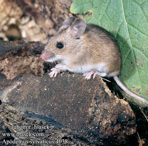 Apodemus sylvaticus Wood Mouse Mulot sylvestre Waldmaus