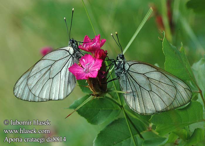 Aporia crataegi Бяла овощна пеперуда