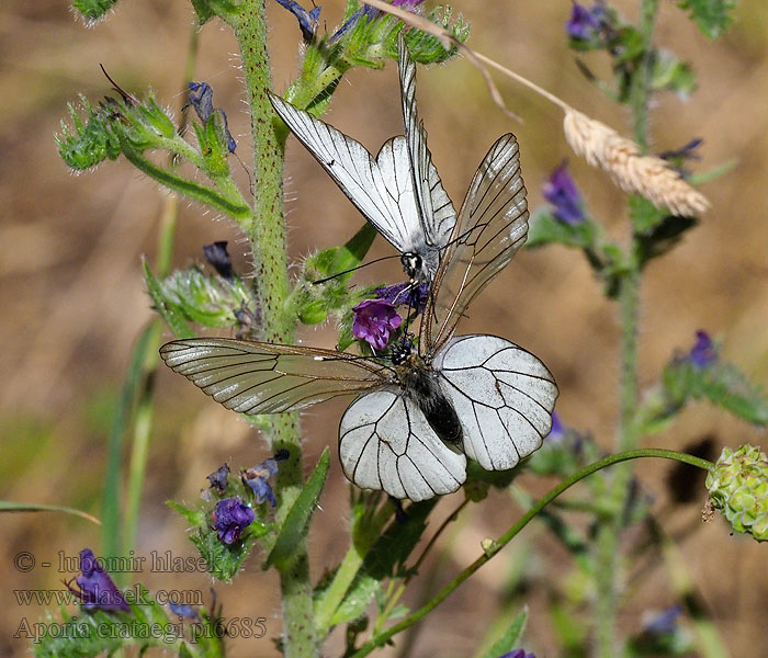 Hagtornsfjäril Бяла овощна пеперуда Aporia crataegi
