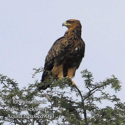 Roofarend עיט סוואנות Aquila rapax Tawny Eagle