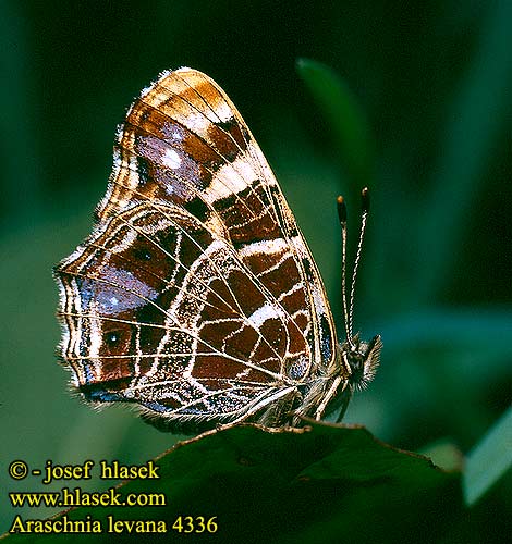 Araschnia levana Map Butterfly Landkärt