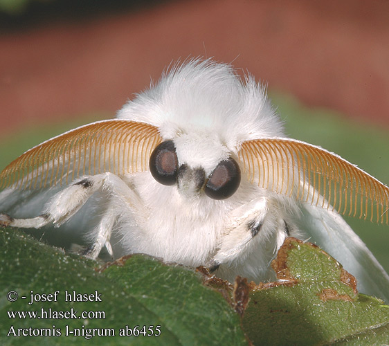 Arctornis l-nigrum Bekyně černé L Zwarte l-vlinder Hakavillakas