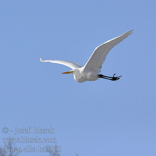 Great White Egret Silberreiher Grande Aigrette