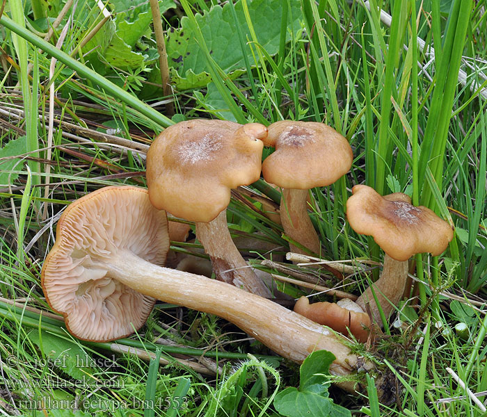 Marsh Honey Fungus Опёнок чеканный Moorhallimasch Moor Hallimasch