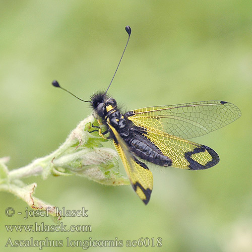 Ascalaphus longicornis Ascaláfido falsa libélula