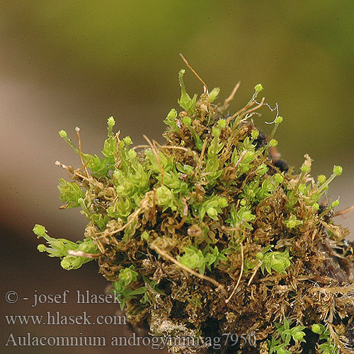Aulacomnium androgynum Klamonožka hlávkoplodá Bud-headed Groove-moss
