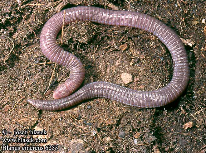 Lizard Worm