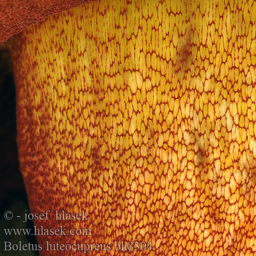 Boletus luteocupreus bh8304