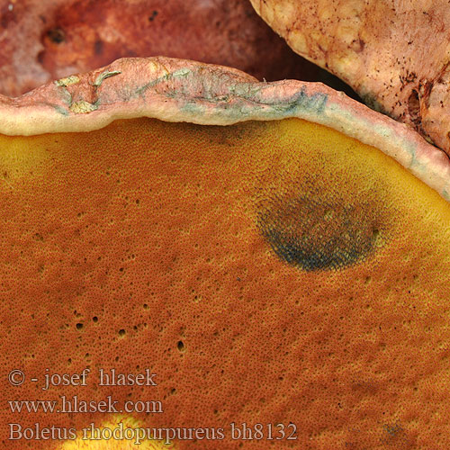 Boletus rhodopurpureus bh8132