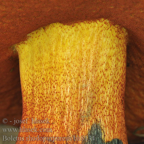 Boletus rhodopurpureus bh8134