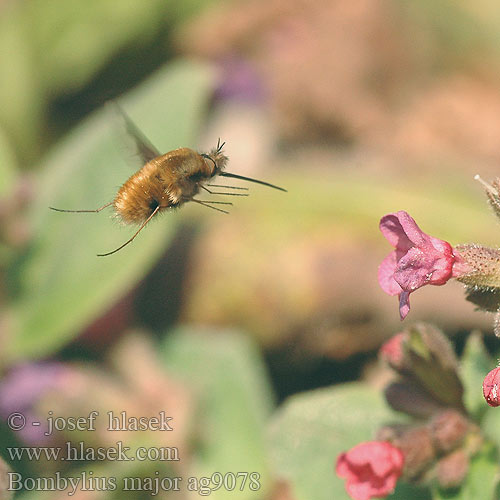 Bombylius major Grosser Wollschweber Large Bee Fly