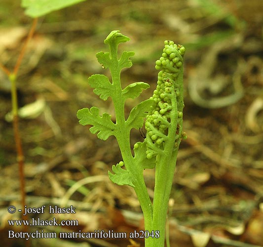 Botrychium Matricariifolium