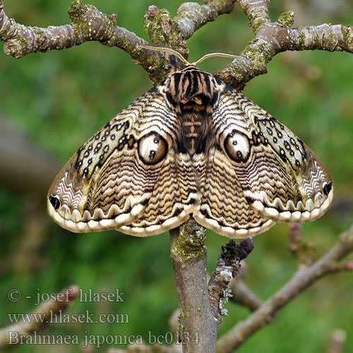 Japanese Owl moth イボタガ Brahmaea japonica