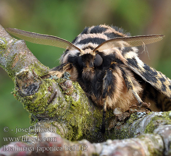 イボタガ Brahmaea japonica Japanese Owl moth