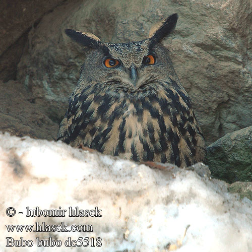 Kassikakk Bubo bubo Eagle Owl Uhu Grand-duc Europe