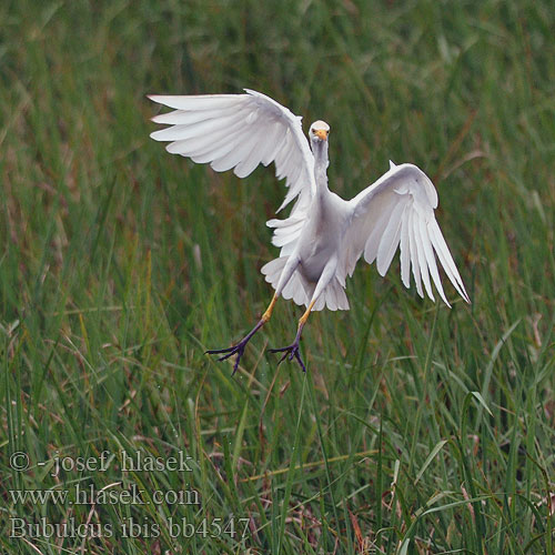 Bubulcus ibis bb4547