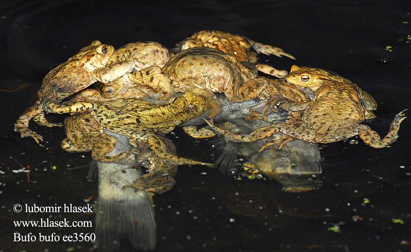 Кафявата крастава жаба 蟾蜍 ヒキガエル 두꺼비 Vanlig padd