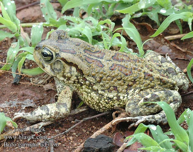Olive Toad Garman's Ropucha garmanova Оливковая жаба Bufo garmani