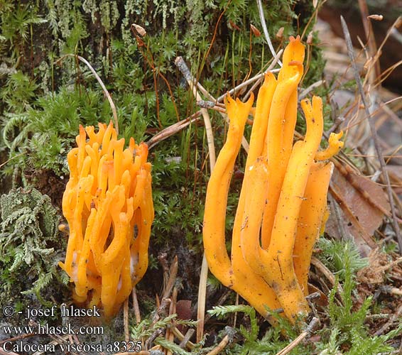Calocera viscosa Yellow Stagshorn Fungus Jelly Antler Fungus