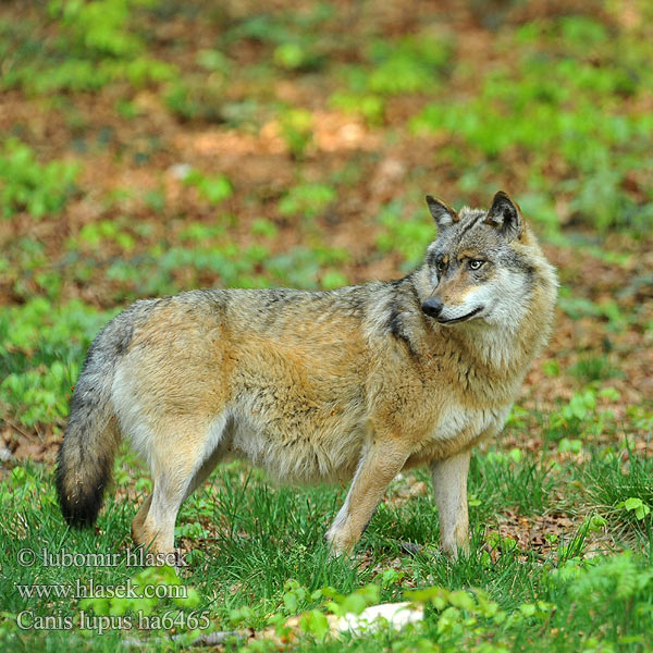 Susi Loup loups gris Lobo Lupo Farkas Wilk Vlk dravý