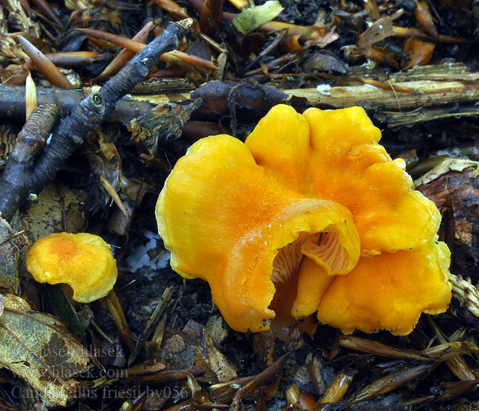 Cantharellus friesii Kuriatko oranžové