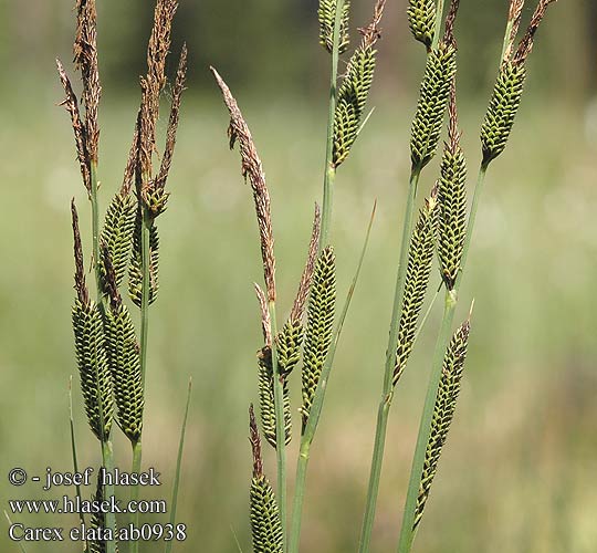Carex elata Tufted Sedge Piukkasara Laiche élevée Carice spondicola