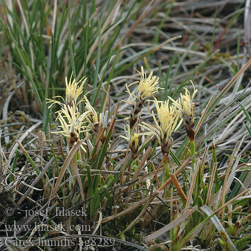 Carex humilis Ostřice nízká Ostrica Carice minore Laiche naîne