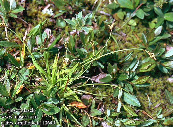 Carex ornithopoda Ostřice ptačí nožka Birds-foot Sedge Birdsfoot